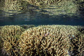 Naklejka na ściany i meble Shallow Corals in Pacific Ocean