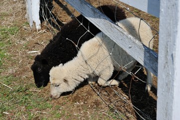 草を食べているヒツジ