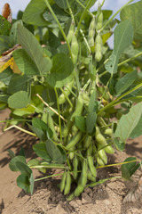 枝豆畑　福獅子