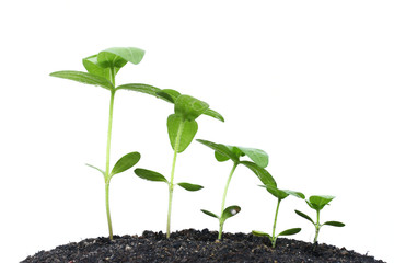 Growing plants