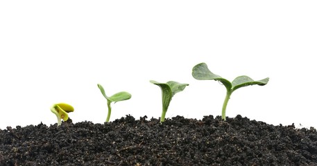 Growing plants