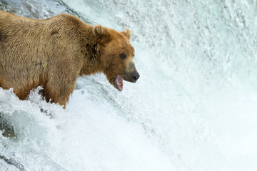Fototapeta na wymiar Grizzly auf Lachsjagd