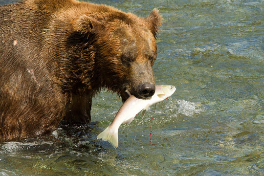 Grizzly auf Lachsjagd