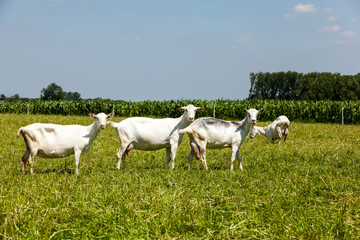 Fototapeta na wymiar Goats