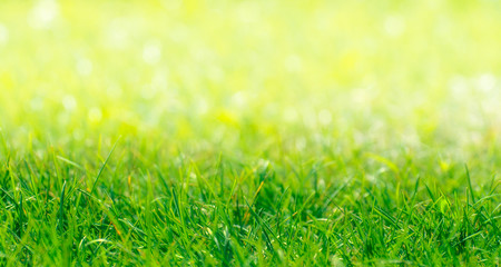 Green Grass Border With Defocused Natural Background at Sunny Su - 69869669
