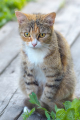 Naklejka na ściany i meble Pretty Cat or Kitten with White and Brown Hair, Sitting on Board