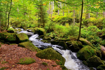 Fototapeta premium Strumyk z wodą źródlaną w lesie