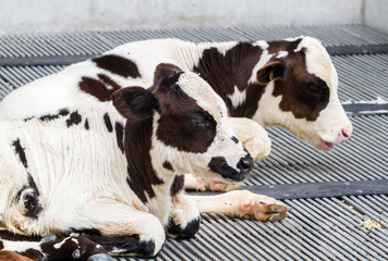 Dairy farms with calves lying in a metal grid floor.