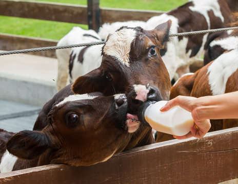 Calf Feeding From A Bottle.