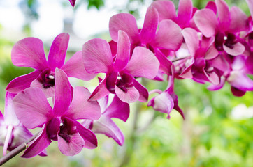 Naklejka na ściany i meble orchid (Phalaenopsis )