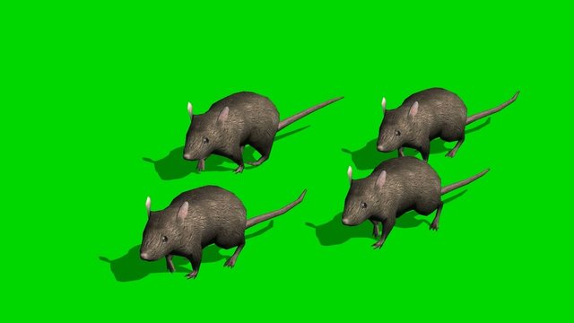 Gray rats runs - green screen