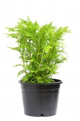 Planting fern in pot