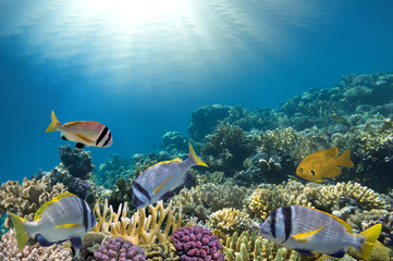 Panele Szklane Podświetlane  Tropikalna ryba na rafie koralowej