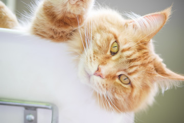 Face of long-haired Maine Coon cat leaning head over chair 