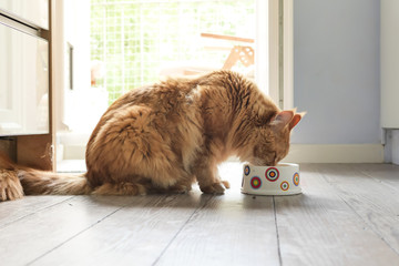 Naklejka premium Profile of cat eating from bowl indoors. 