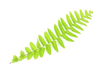 fern leaves