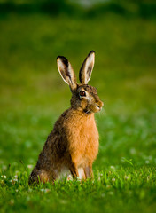 hase on the meadow