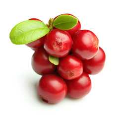 Forest berry cowberry