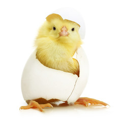 Fototapeta Cute little chicken coming out of a white egg obraz