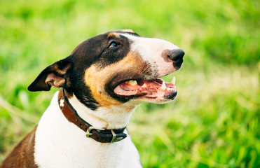 Close Pets Bull Terrier Dog Portrait At Green Grass