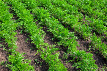 Fototapeta na wymiar Vegetables carrots growing in garden, agriculture photo