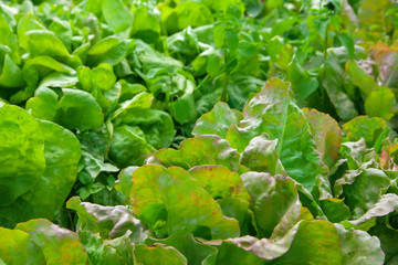 Green lettuce growing in garden, agriculture photo