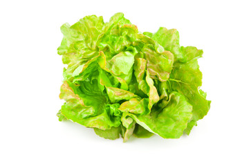 Green lettuce beam, food photo on white