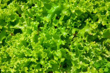 Green leaves of lettuce, food photo background