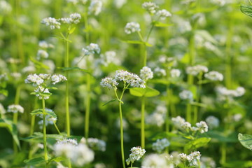 蕎麦の花畑