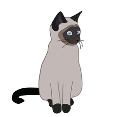 Siamese cat in vector
