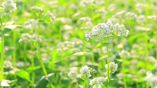 蕎麦の花