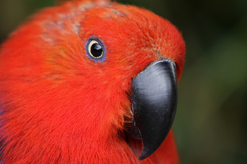 Edelpapagei (Weibchen)