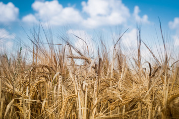 Fototapeta premium grain field