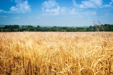 grain field
