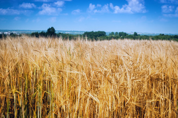 grain field
