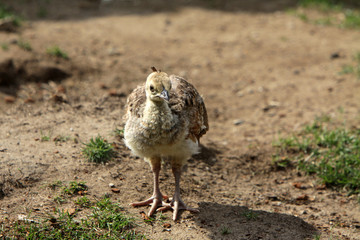 Pfauenküken