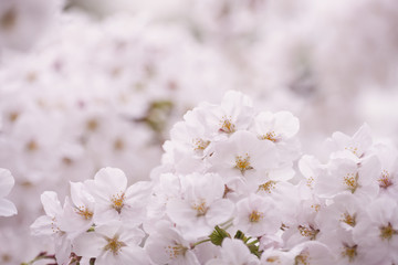 サクラの花