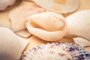 beauty seashells closeup