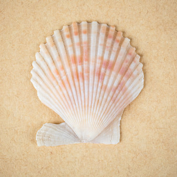 scallop shell closeup