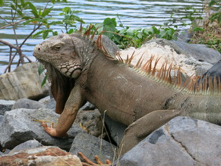 Leguan