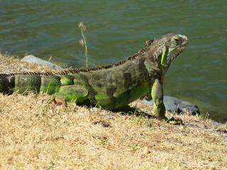 Leguan