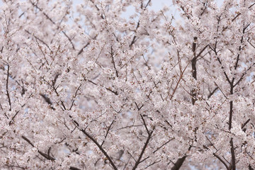 サクラの花
