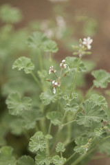 ナツメグゼラニウム