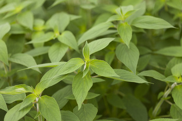 パイナップルセージ