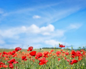 poppies field