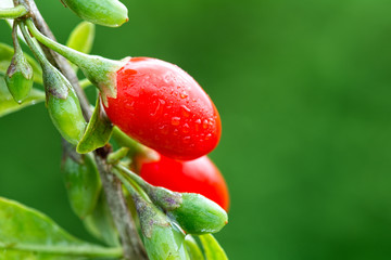 Twig filled with fresh goji berries