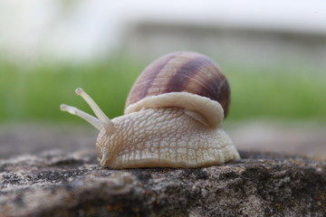 Snail on the stone.