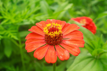 Zinnia elegans in field