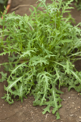 ハーブ　ワイルドロケット