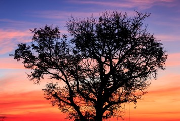 Tree red evening sky